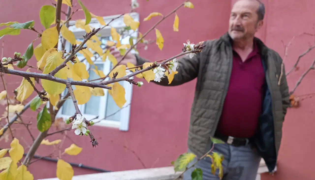 Konya'da mevsimleri şaşıran erik ağacı çiçek açtı