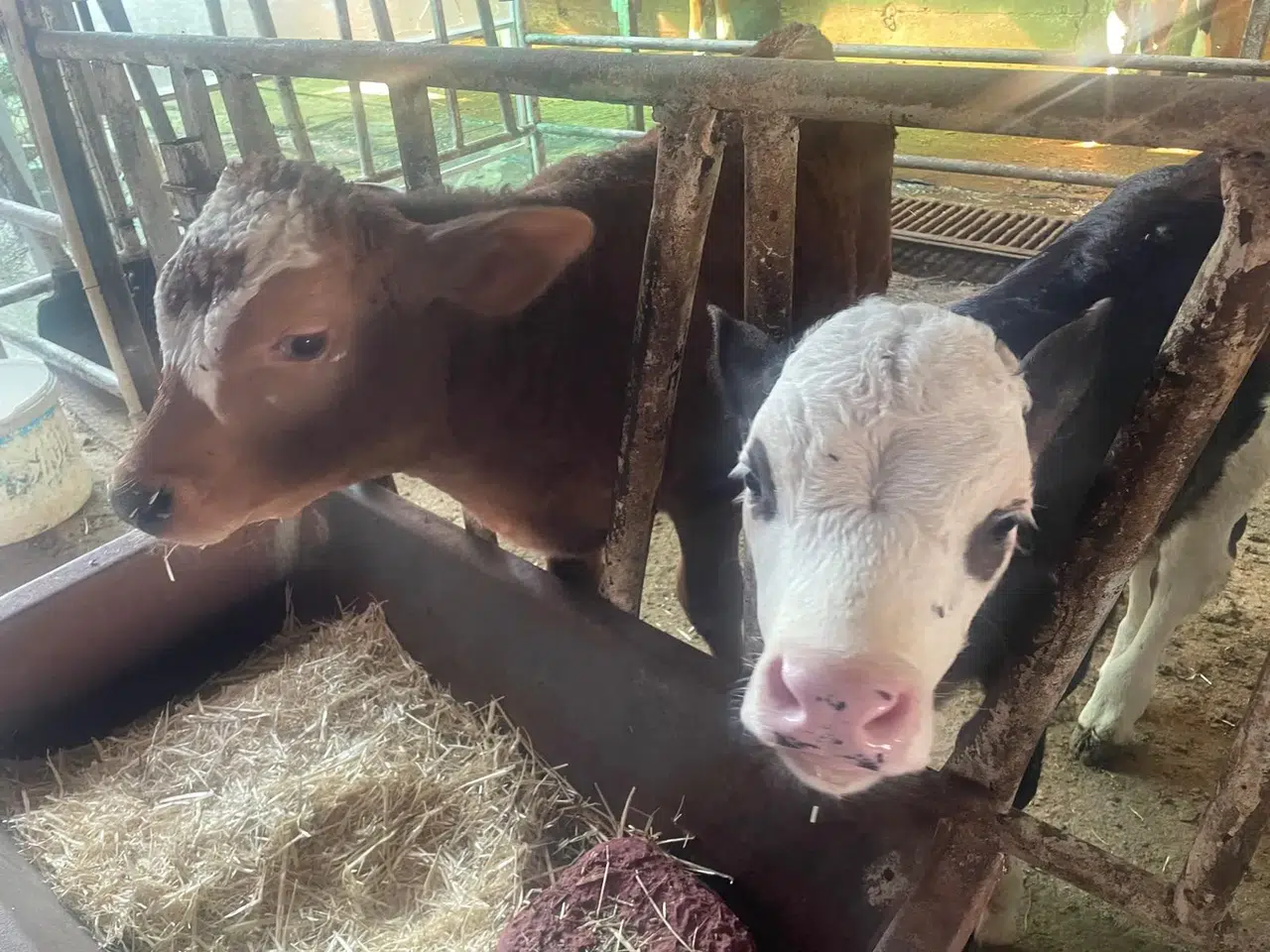 Korkutan veri: "Türkiye'de yıllık 400-500 bin buzağı ölümü oluyor"