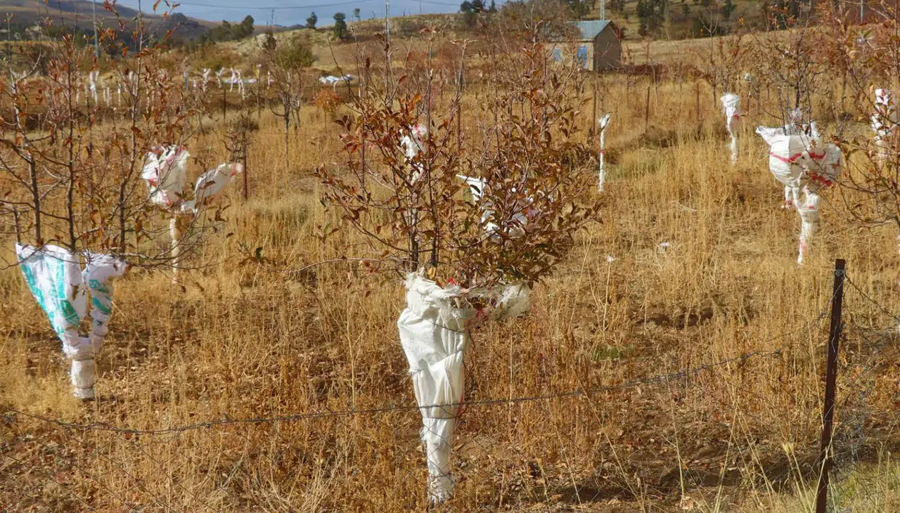 Konya’da fidanlara koruma kalkanı: Kışlık elbise giydiler
