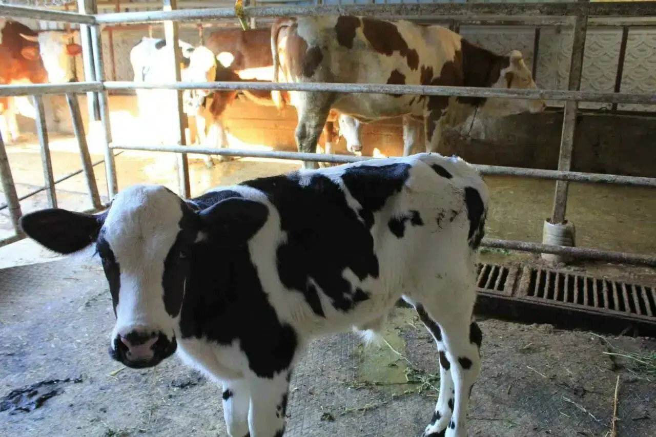 Genç, kadın, veteriner hekim, ziraatçi: İsteyen herkes kırmızı et üretecek, et ucuzlayacak