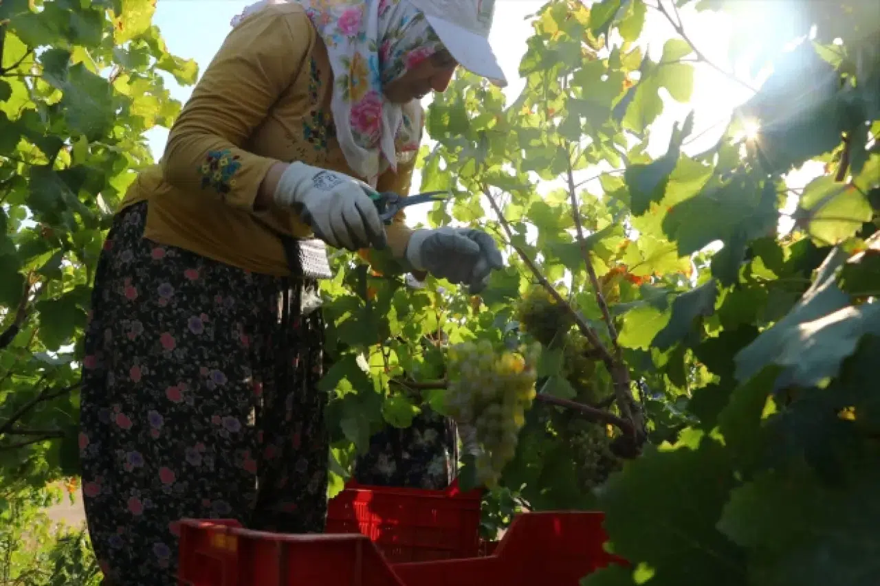 Konya'nın kuru üzümü şifa kaynağı: Diyabet ve metabolizmanın sağlık sırrı