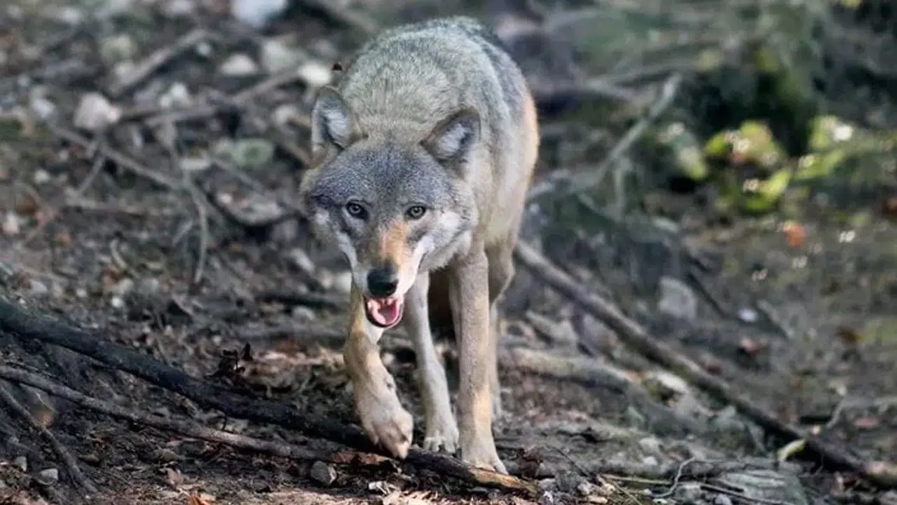 Konya'da bir ilçeyi kurtlar bastı: Sokaklarda yiyecek aradılar