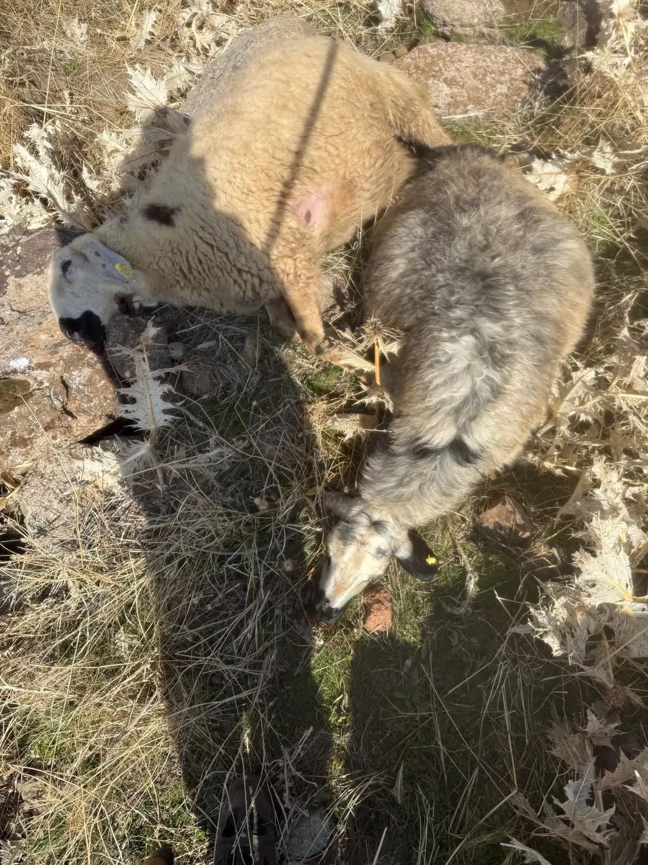 "Sürüden ayrılanı kurt kapar" sözü gerçek oldu