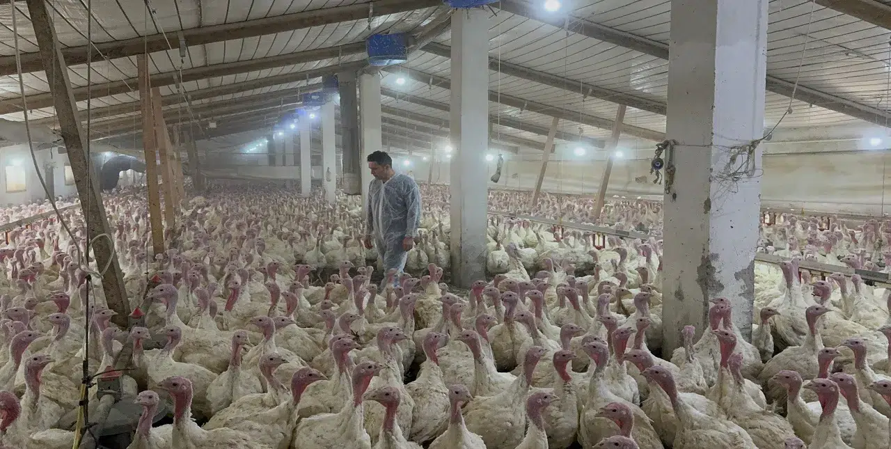 Yılbaşı hindisi cep yakacak: Binlerce hindi kesiliyor