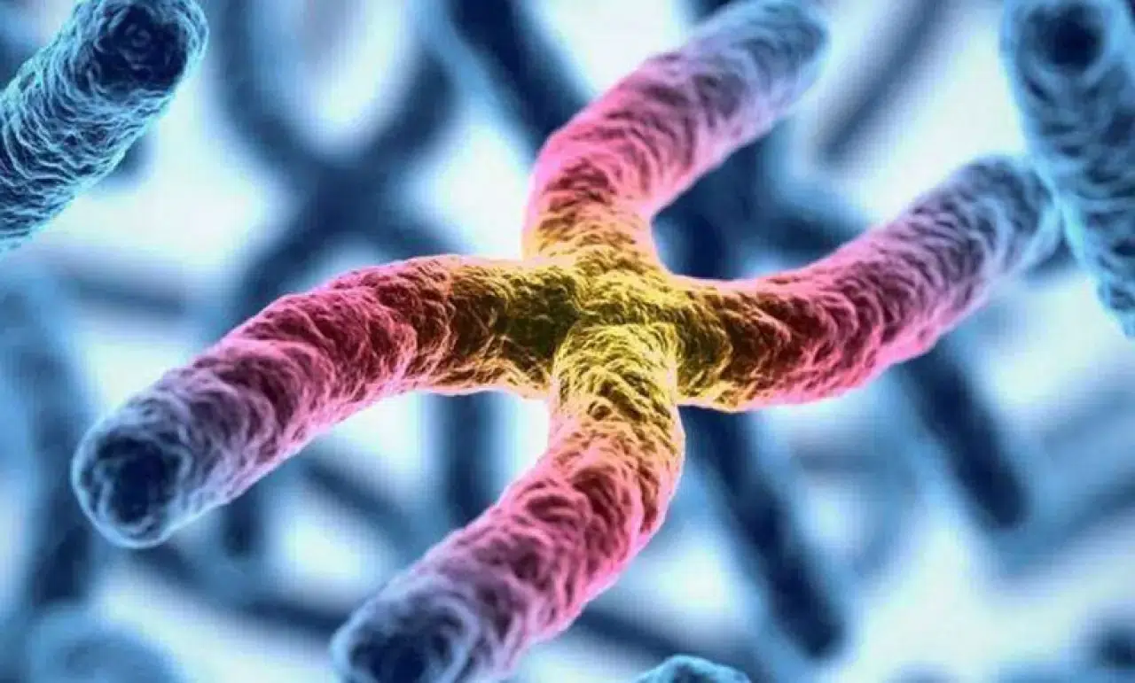 Erkeklik tehlikede: Erkek cinsiyetini belirleyen Y kromozomu yok oluyor