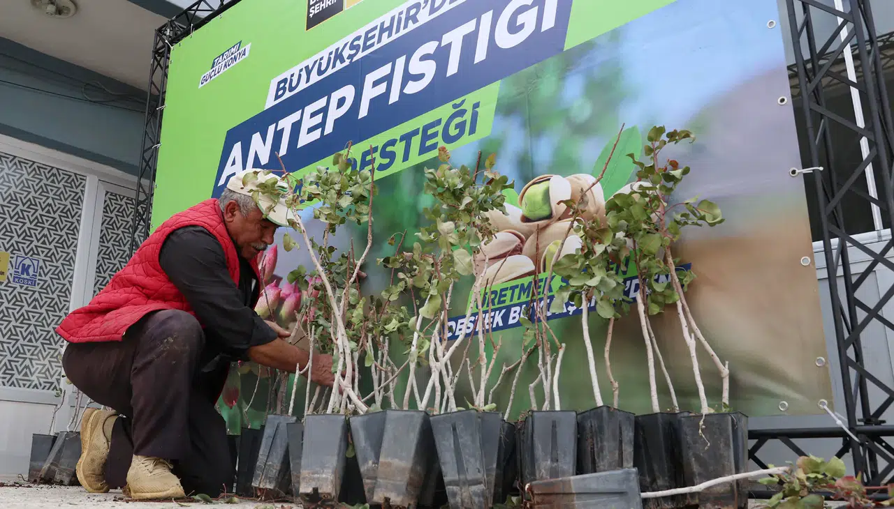 Konya, Antep Fıstığı üretiminde Güney Doğu'ya rakip oluyor