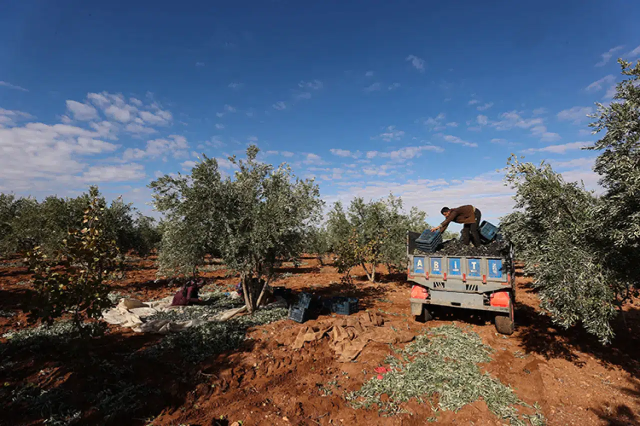 Konya tarımına "susuzluk" ayarı: Buğdayın yanında zeytin ve Antep fıstığı