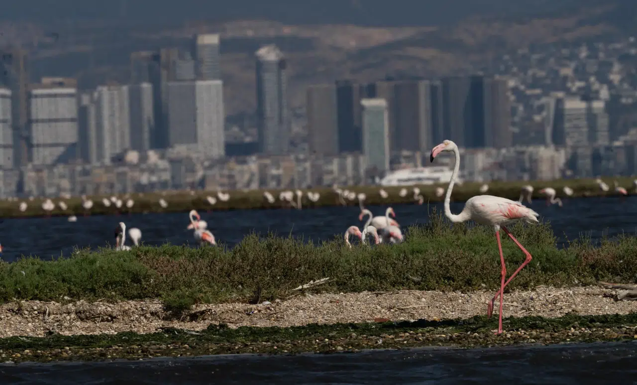 'Flamingo Yolu' turunda renkli görüntüler