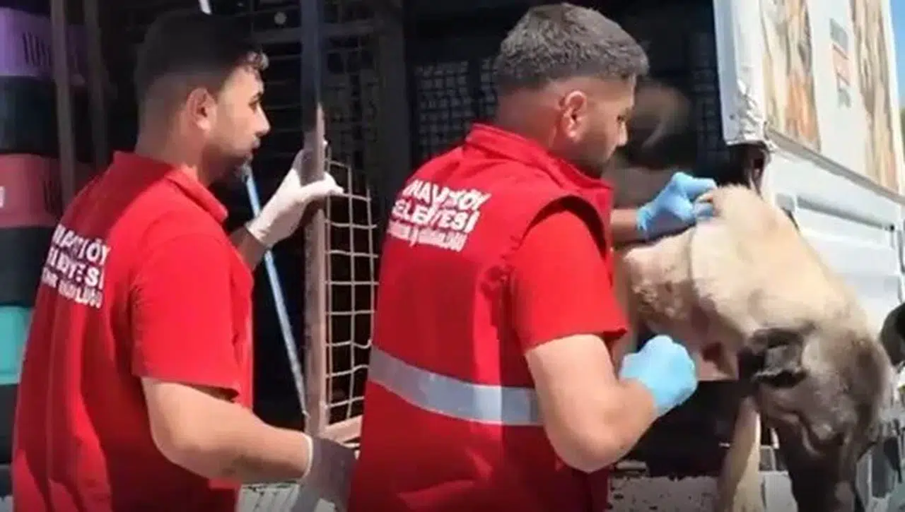 Sahipsiz köpek seferberliği: Sahipsiz hayvanlar toplanmaya başlandı