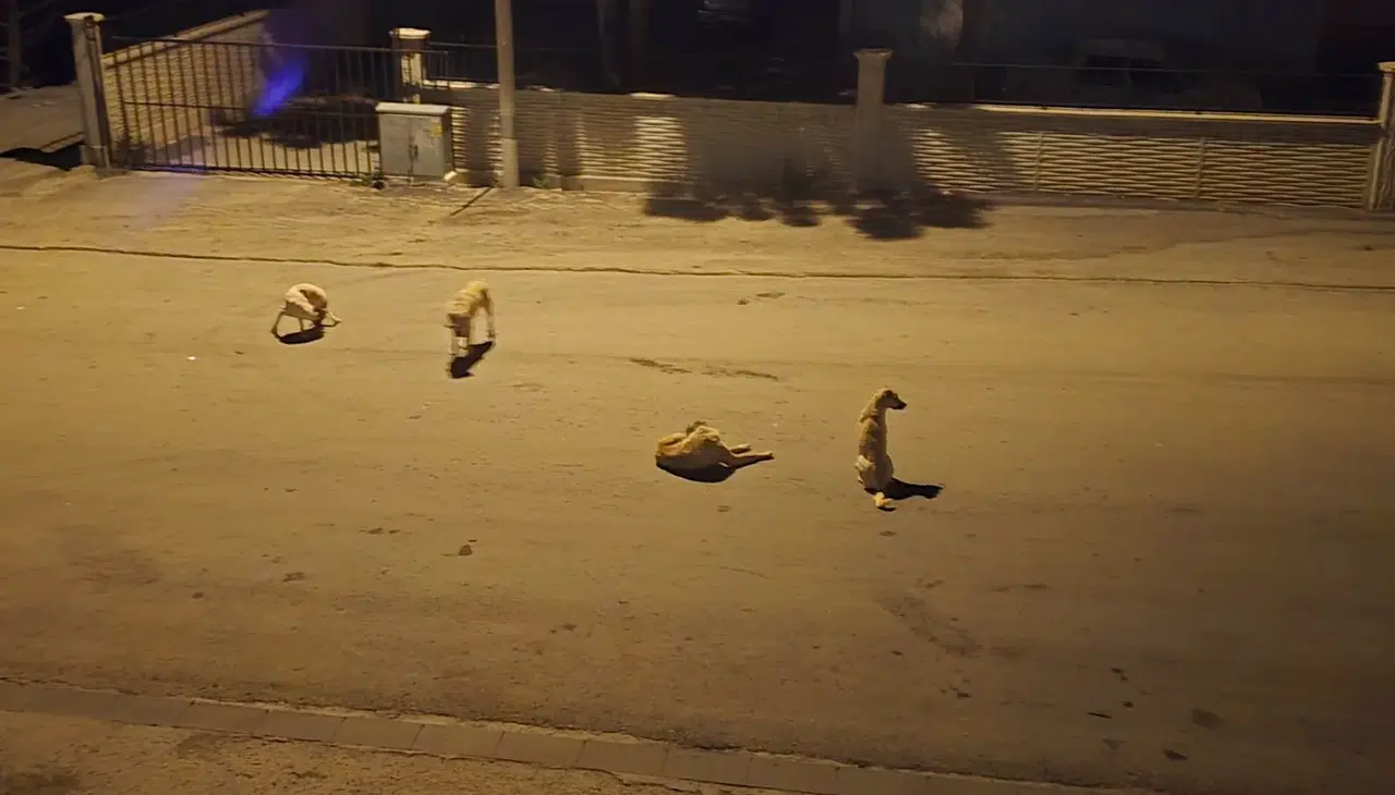 Okullar açılıyor, başıboş köpekler tedirgin ediyor