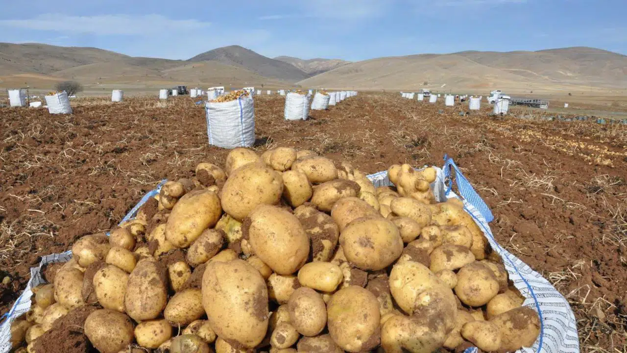Konya'daki tren garında tonlarca patates ücretsiz dağıtılacak