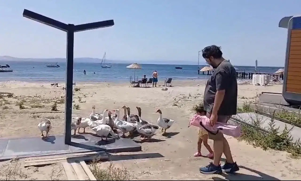 Şartlı tahliye edilen kazlar herkesin ilgi odağı oldu