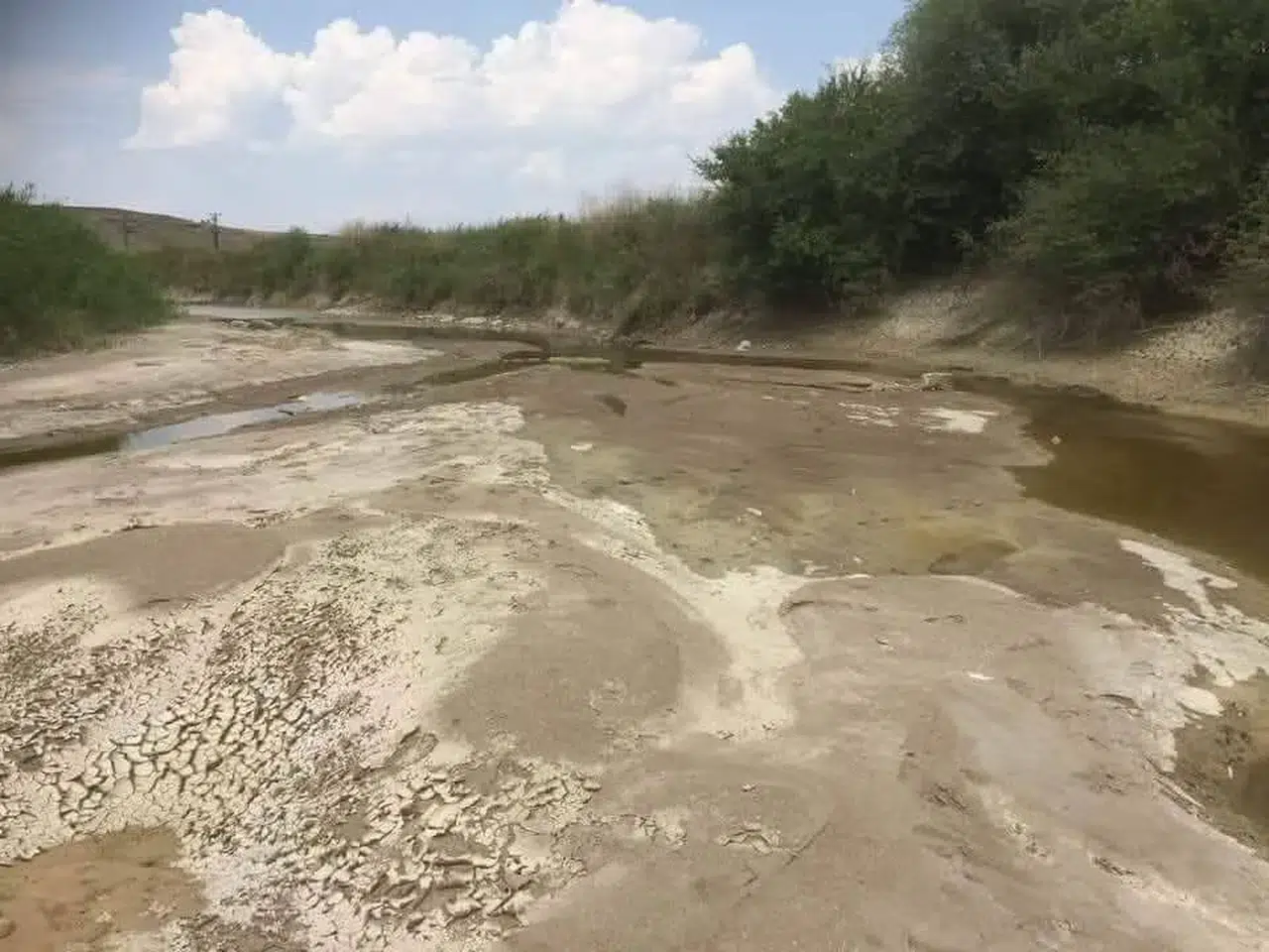 Suda timsah var zannetti. Sakarya Nehri'nden dev balık çıktı