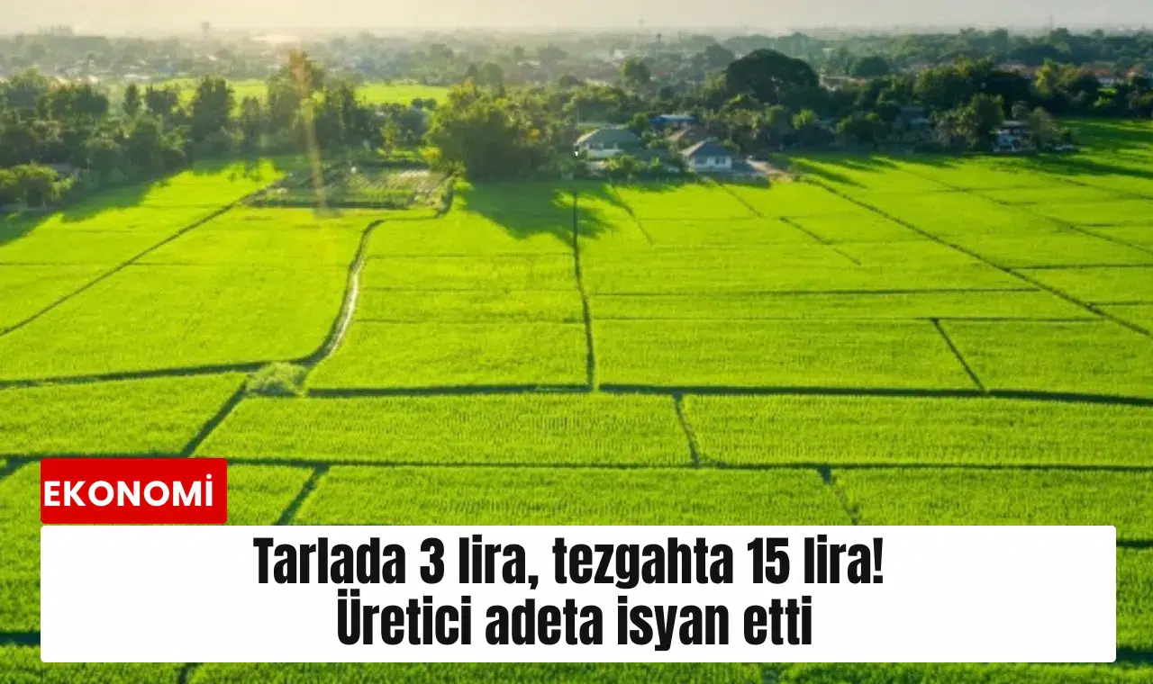 Tarlada 3 lira, tezgahta 15 lira! Üretici adeta isyan etti