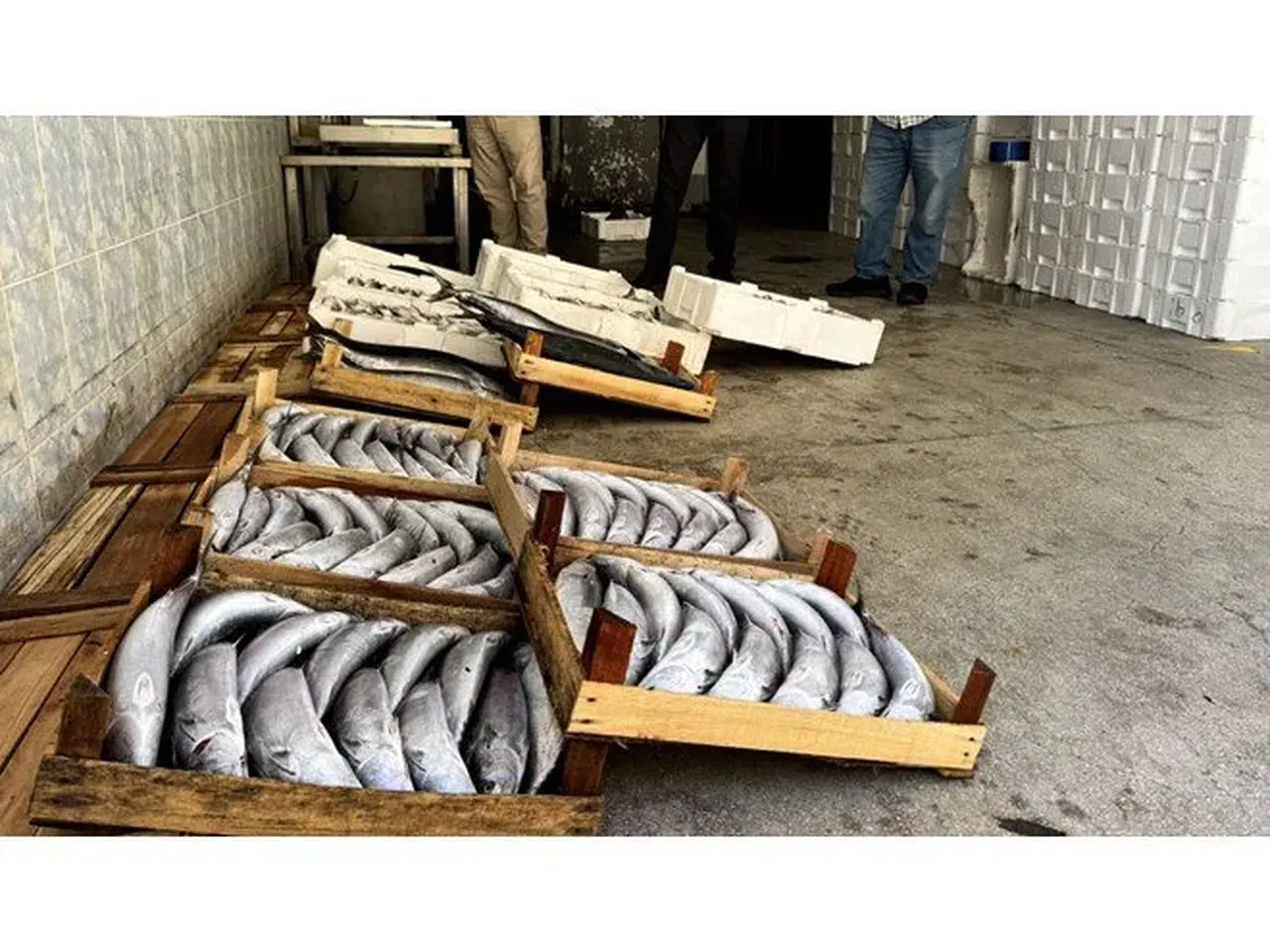 Geçen yıl sebil gibiydi bu yıl az: Palamut fiyatı cep yakıyor