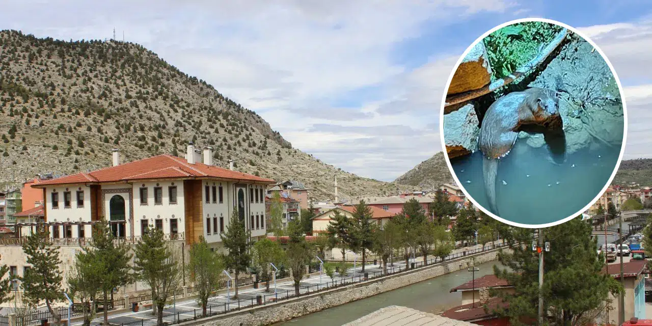 Konya'da nesli tükenmekte olan hayvan görüntülendi: Ailecek yaşıyorlar