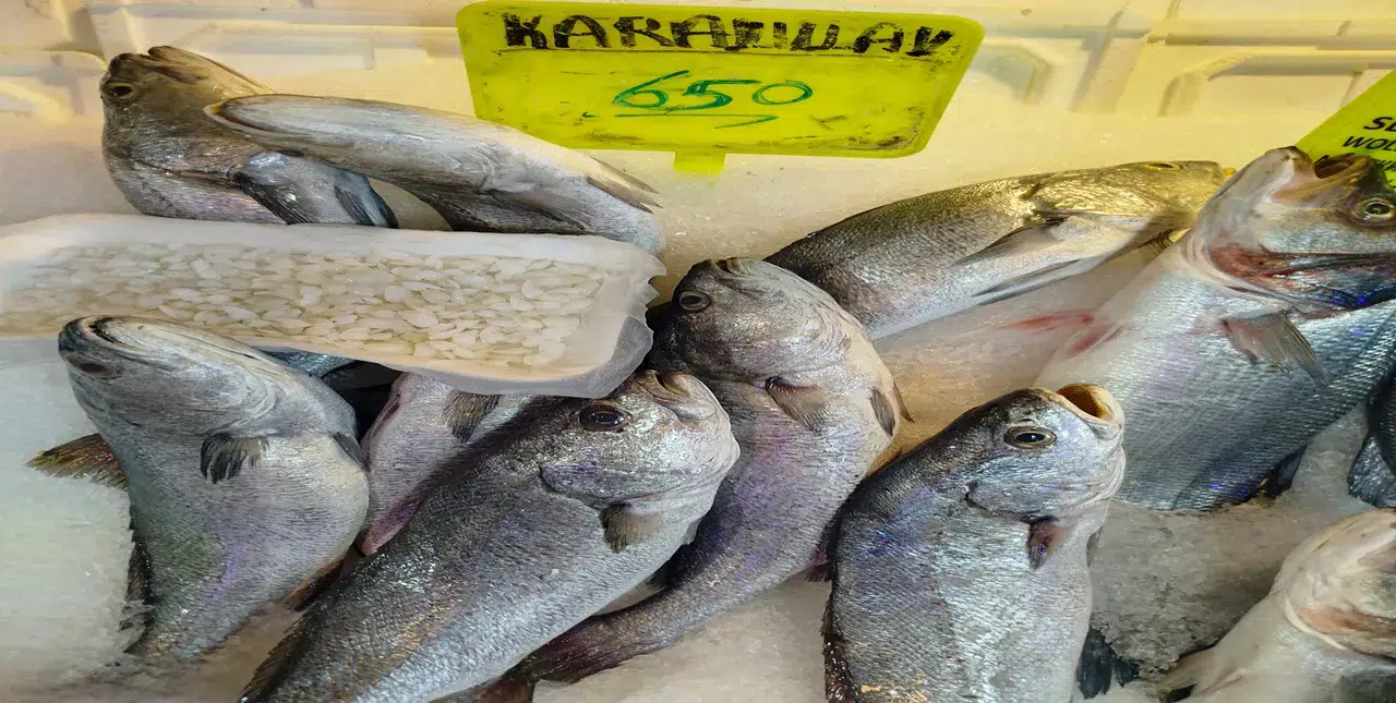 Bunda bir iş var: Balık 650, başındaki taş 10 bin lira