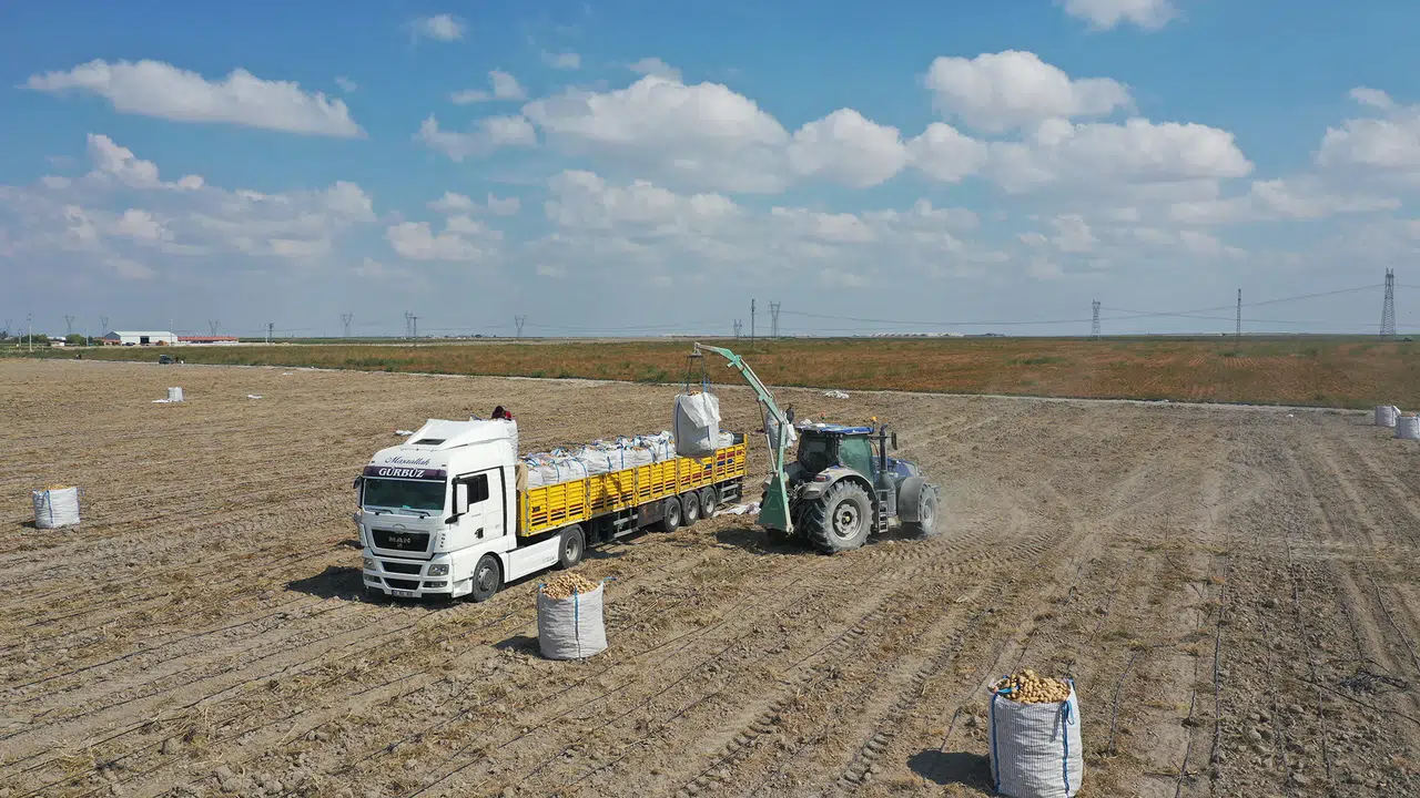 Konya'dan dışa bağımlılığı bitirecek hamle: Patates artık yerli olacak