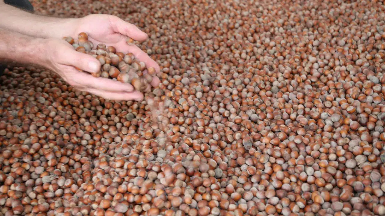 Karadeniz'in pahalı ürünü Konya'da yetişiyor: Fındık hasadı başladı