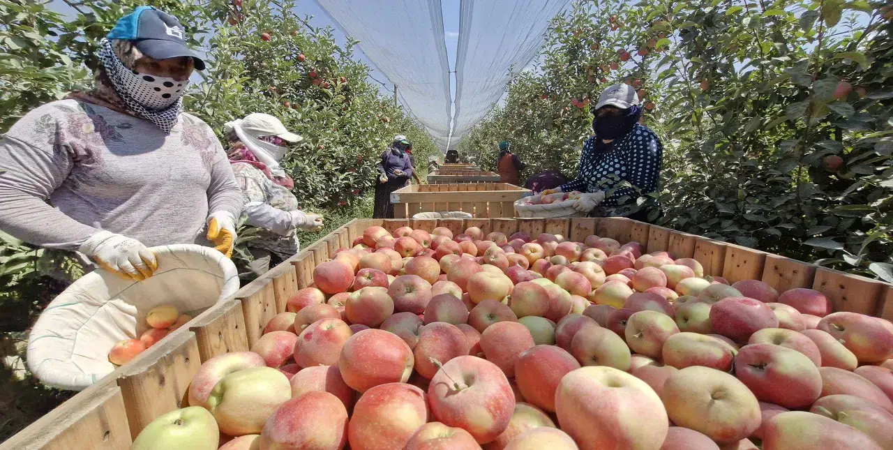 Bu kış elma pahalı olacak: 800 bin ton bekleniyordu 50 bin tona düştü