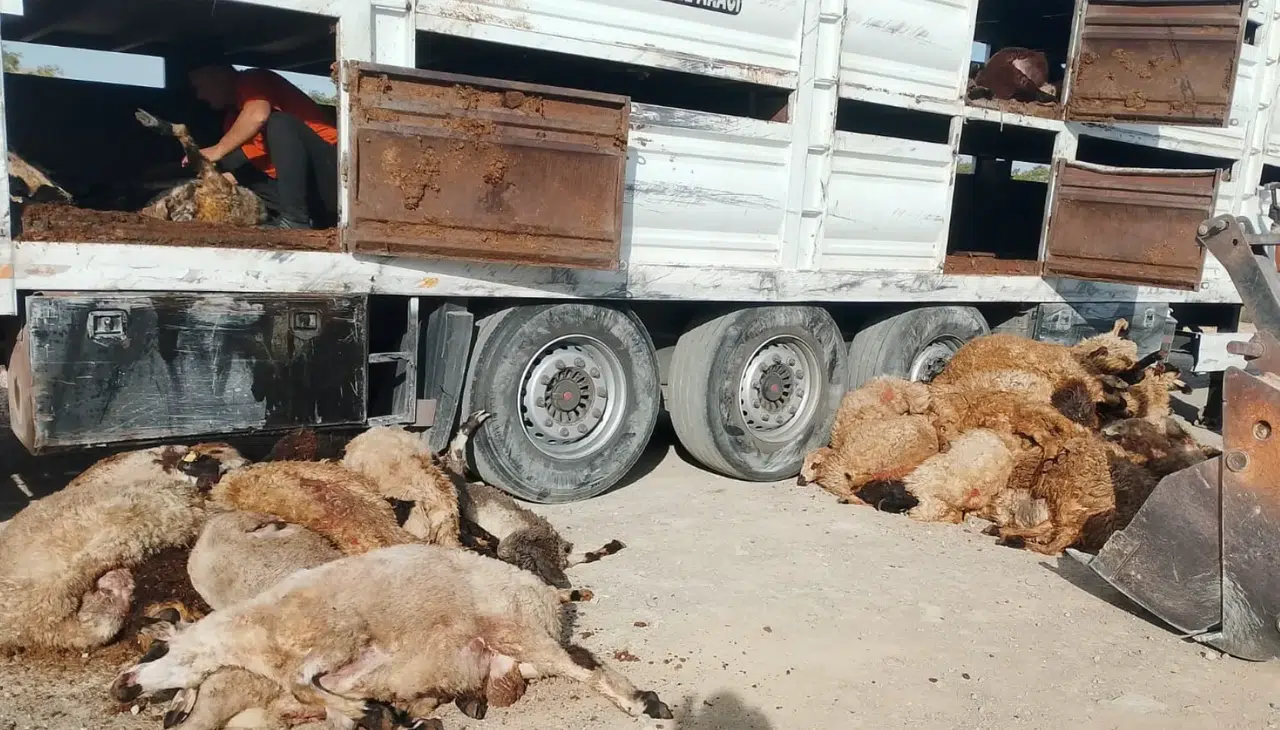 Konya'da tır devrildi. 147 tane küçükbaş telef oldu