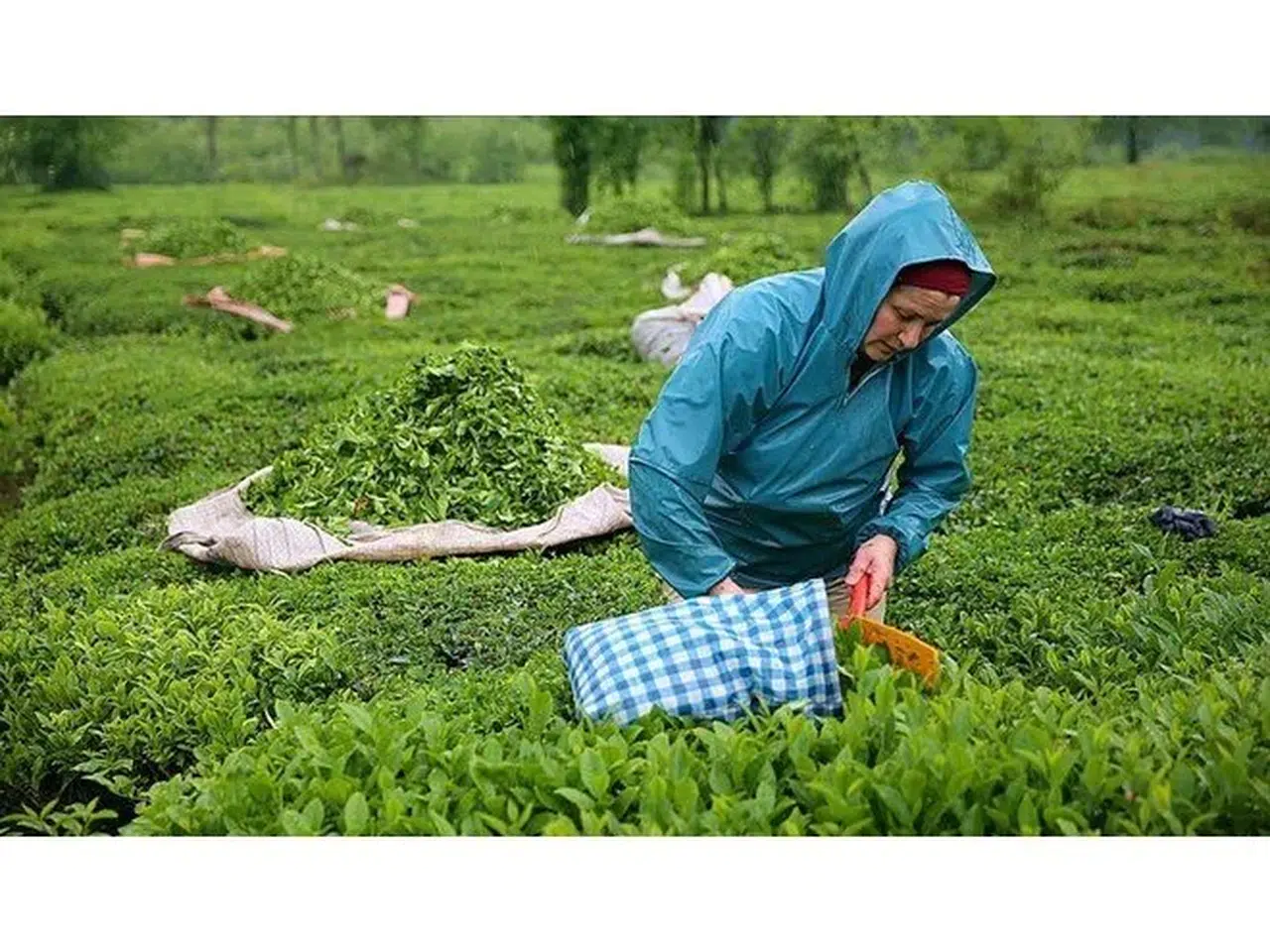 Çayın da tadı kaçı: Yüzde 7.5 zam