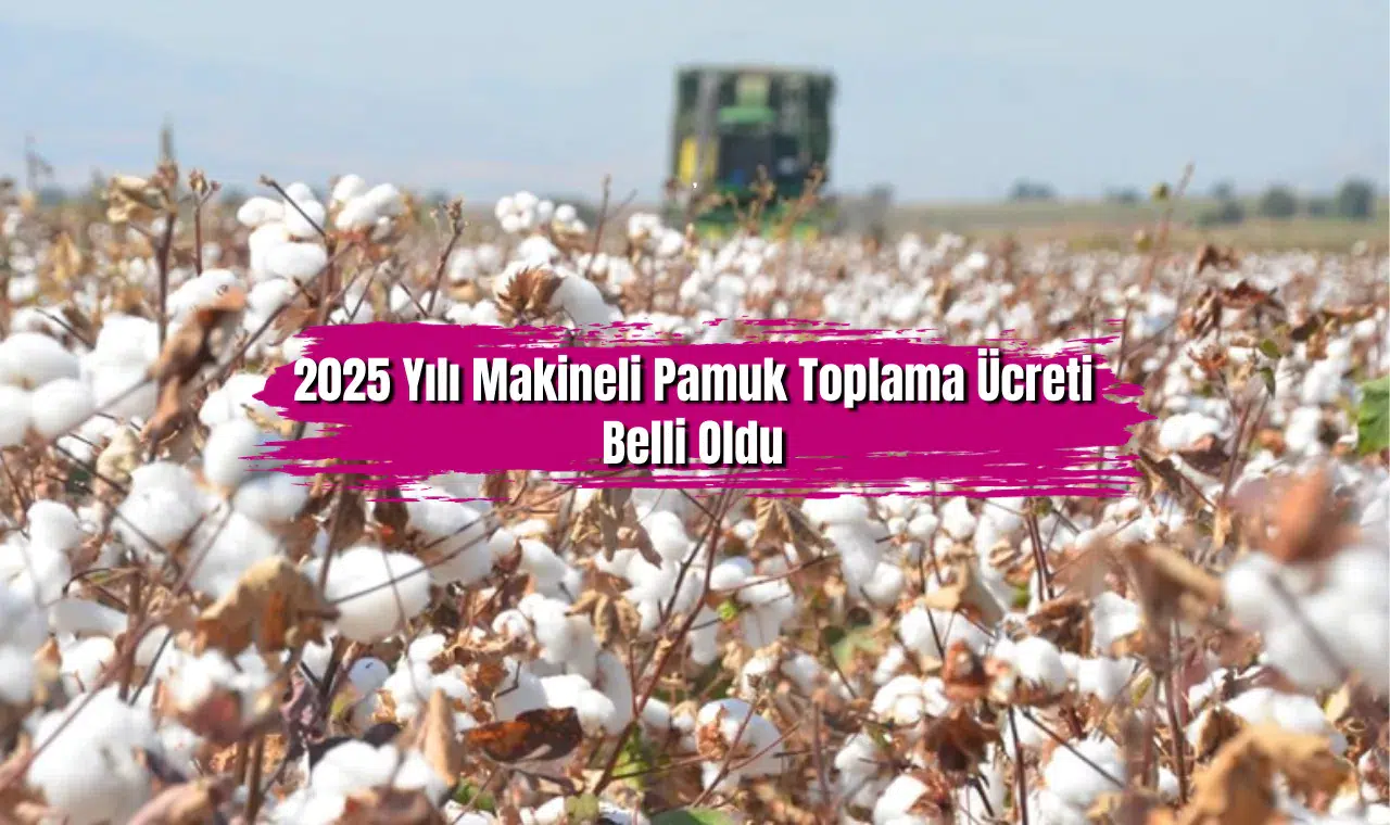 Binlerce pamuk üreticisinin beklediği haber geldi! 2025 yılı makineli pamuk toplama ücreti belli oldu