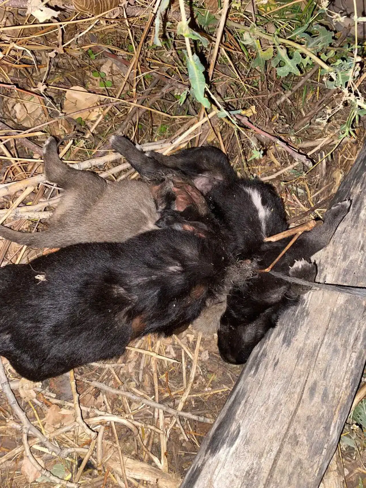 Vahşet: 3 yavru köpeği birbirlerine bağlayıp boğmuşlar