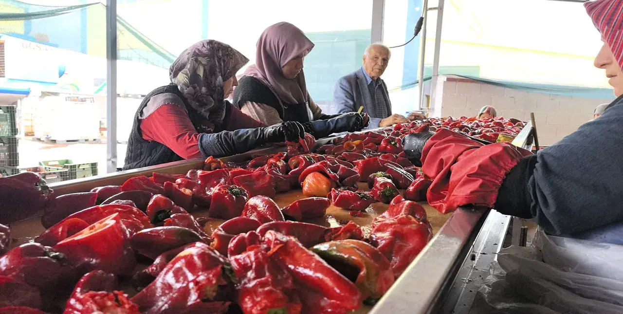 Üretiyorlar ama yiyemiyorlar: Bin 500 ton biber salçası Hollanda'ya gidiyor