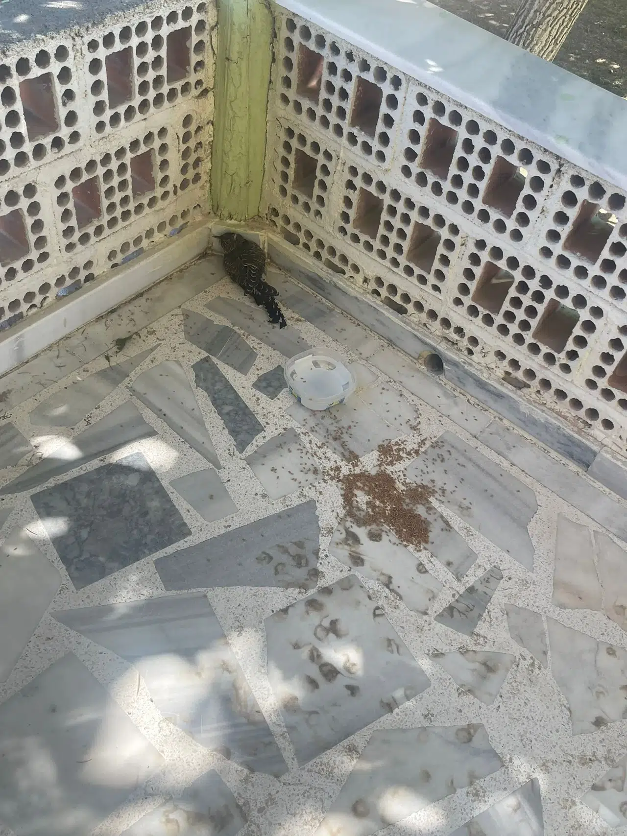 Yaralı ebabil kuşuna Konya'da şefkat eli