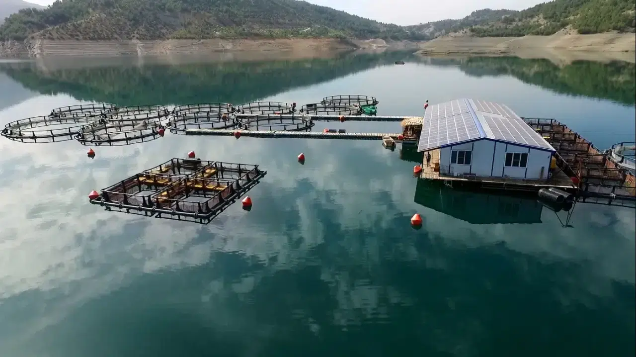 İş kurmak isteyenler: Alabalık, levrek, çipura, Türk somonu ve Akdeniz midyesi
