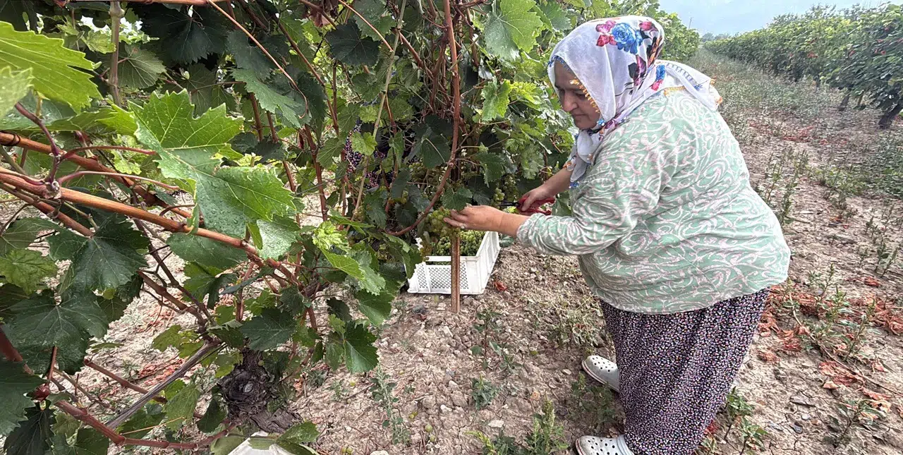 Üzüm üzdü: Hasatta yüzde 80 azalma; cep yakacak