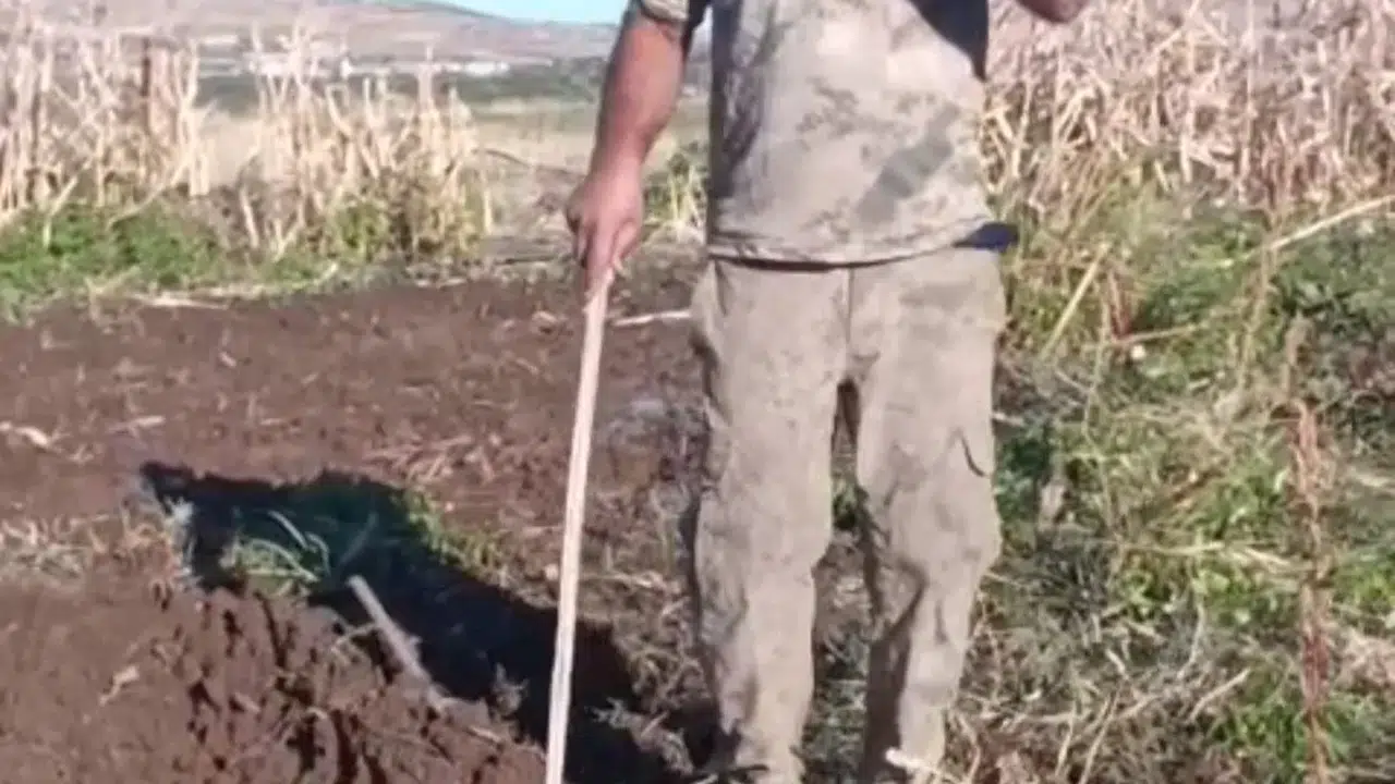 Çiftçi bahçesini talan eden domuza seslendi: İşte güldüren o görüntüler