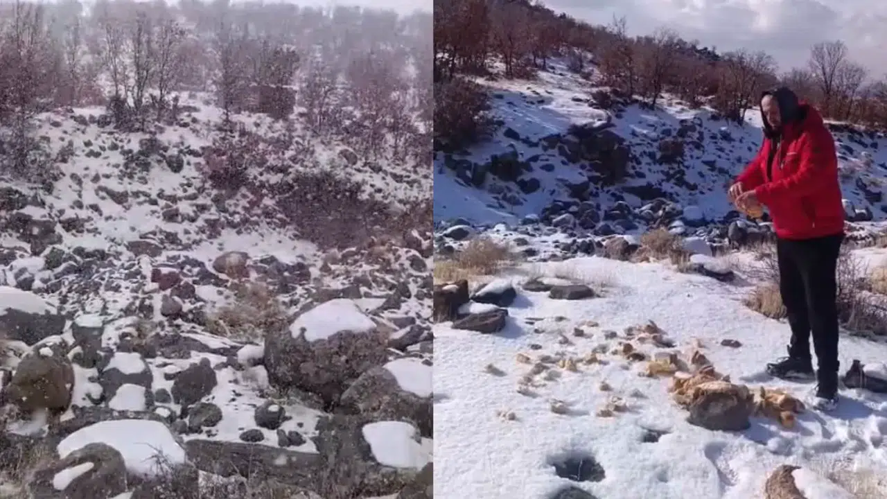 Konya'da kar yağışı Karacadağ'daki yaban hayatını zorladı