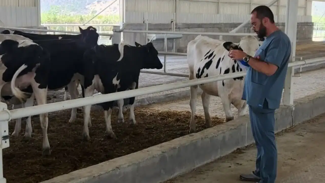 Konya ithal büyükbaş merkezi mi oldu: 2026’da 500 bin büyükbaş ithal edilecek