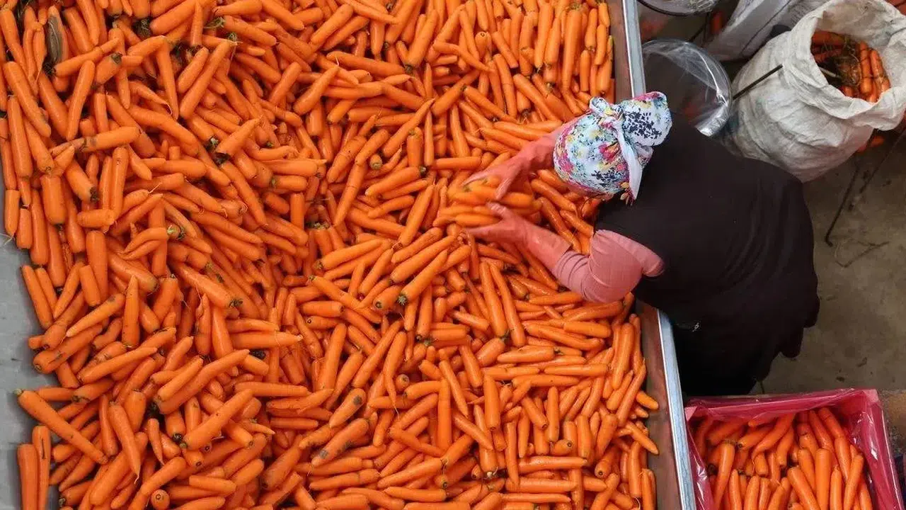 Konya’nın havucu ile meşhur mahallesinin planı değişti