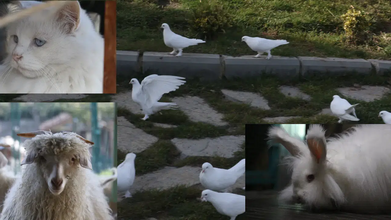 Başkent Ankara'nın 4 beyazı Endemik Vadi'de buluştu