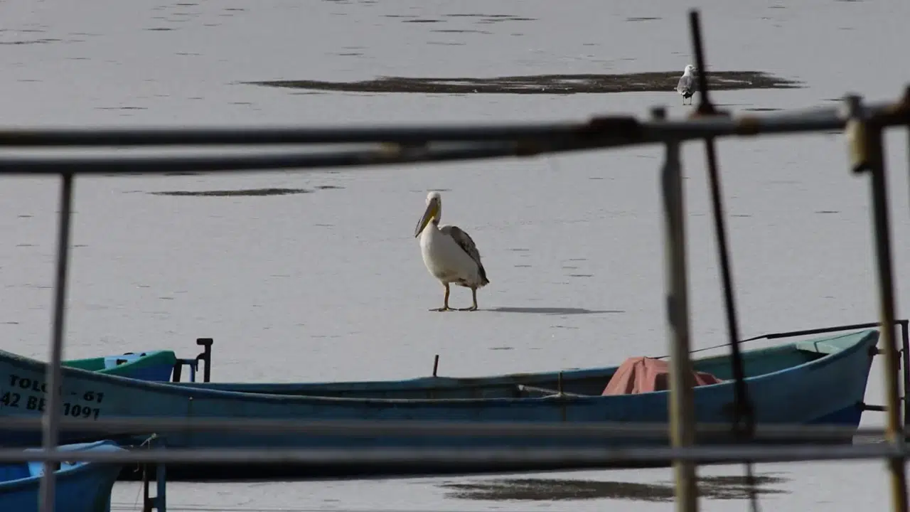 Konya'ya uzun gagalar akın etti: Buz üzerinde görsel şölen yaşandı