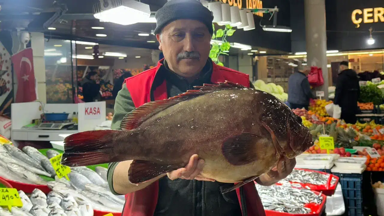 En nadir tür: Çeyrek altın getirene bir tane orfoz