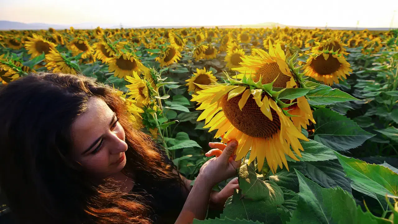 Konya ayçiçeğinde yüksek katma değer üretti: Tarım, gıda ve içecekte 27,79 milyar dolarlık ihracat