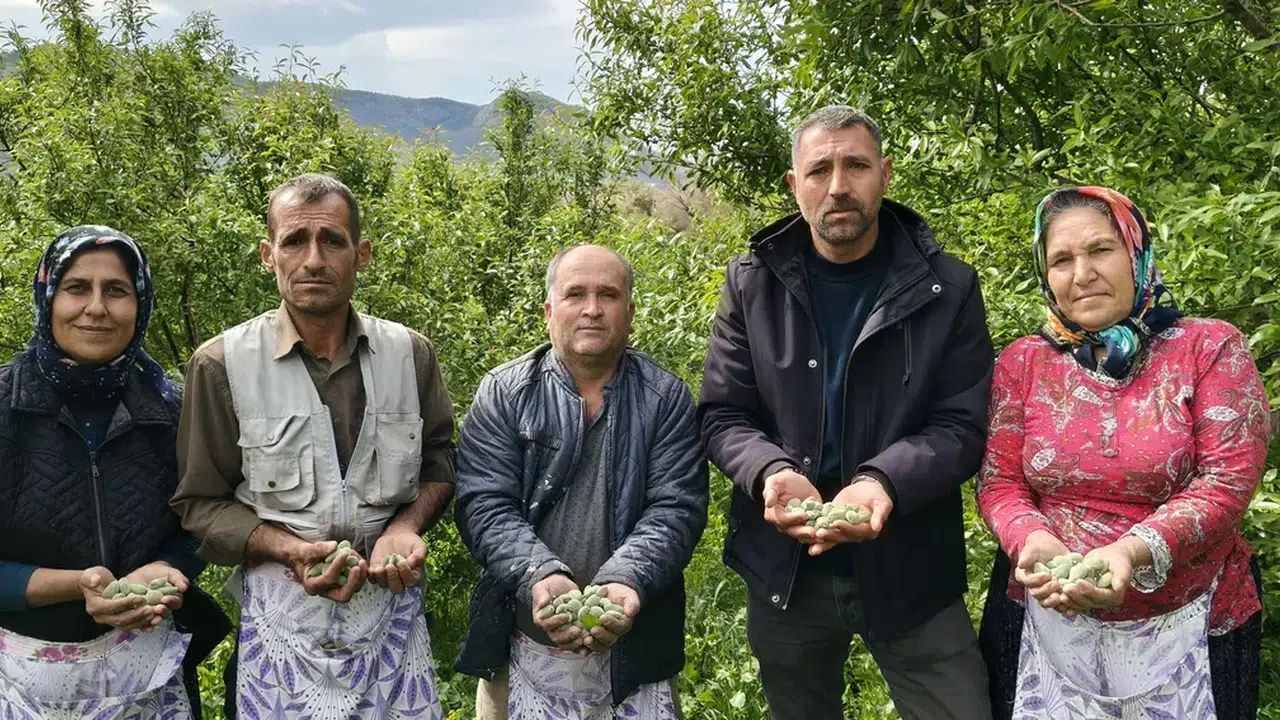 Baharın ilk meyvesinin hasadı başladı: Kilogramı 150 TL