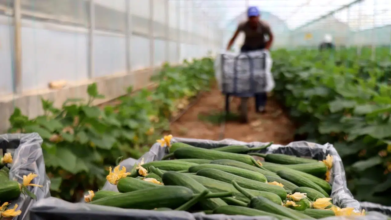 Konya'daki 42 bin kişiye set hediye edilecek: Sebze sezonu başlıyor