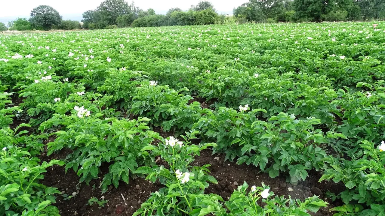 Çiftçilere 'Bitki Pasaportu' uyarısı geldi