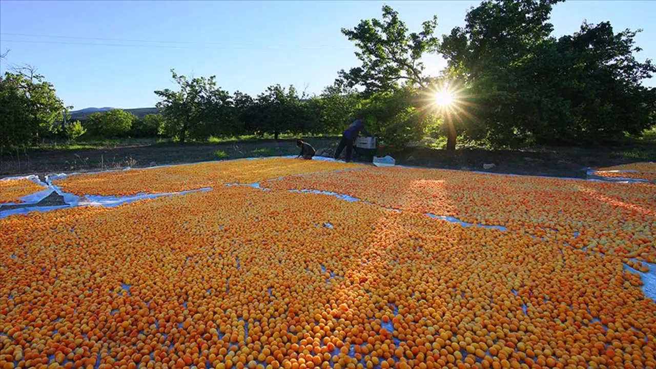 Konya'daki üniversite Malatya Kayısısı için harekete geçti