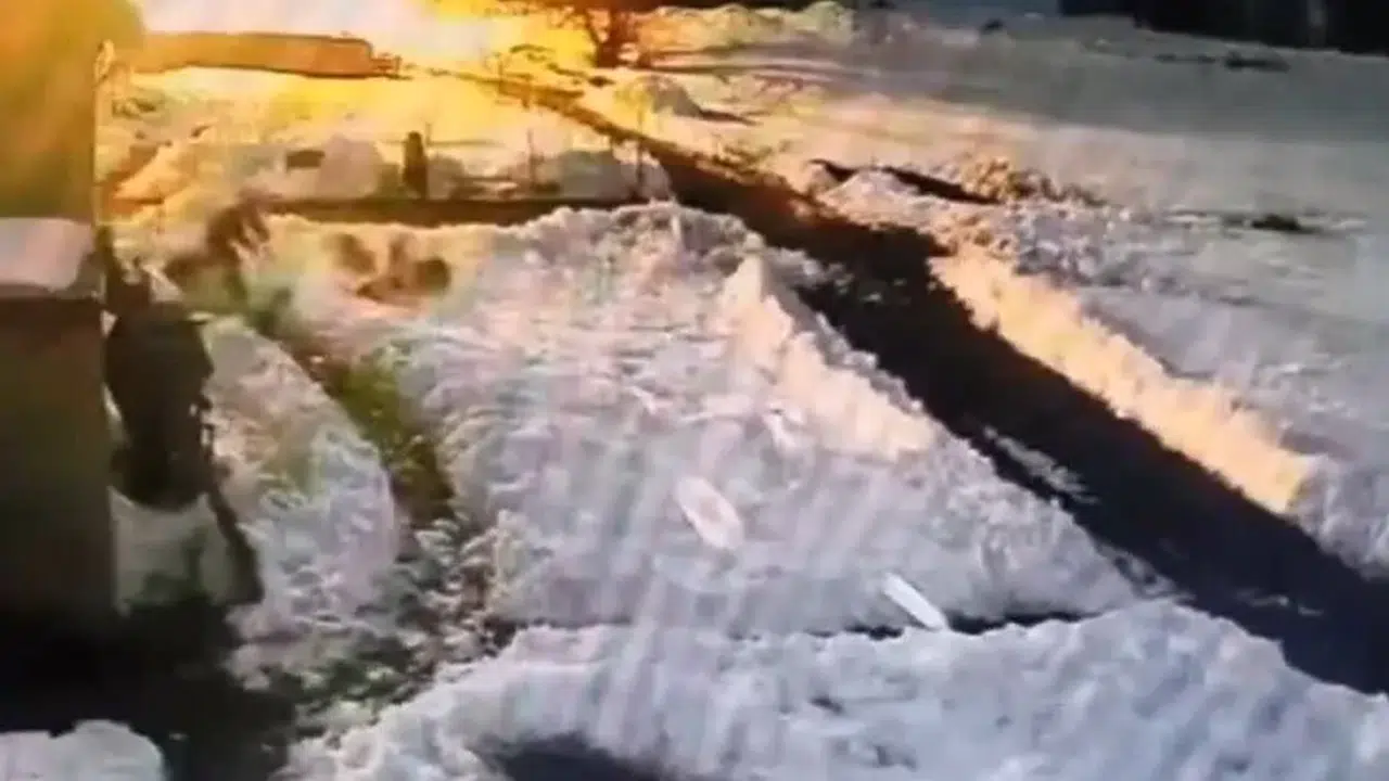 Kurt sürüsünü kürekle daldı: Dünya bu görüntüyü konuşuyor