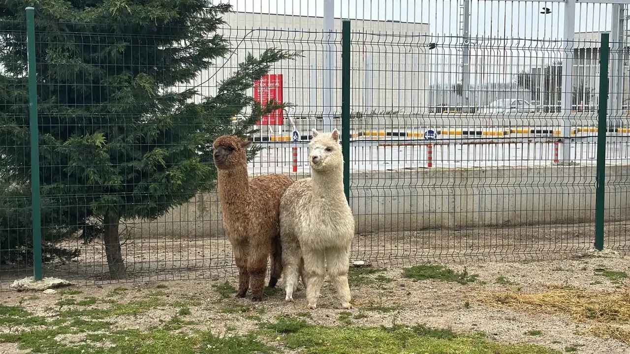 Böylesi hiç görülmedi: Minibüste kaçak Güney Amerikalı Alpaga