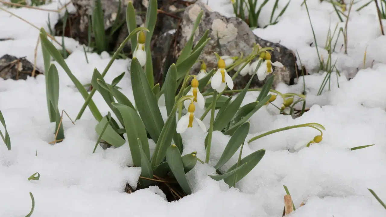 Konya'ya beyaz sürpriz: Mart karı kardelenleri yeniden beyaza bürüdü