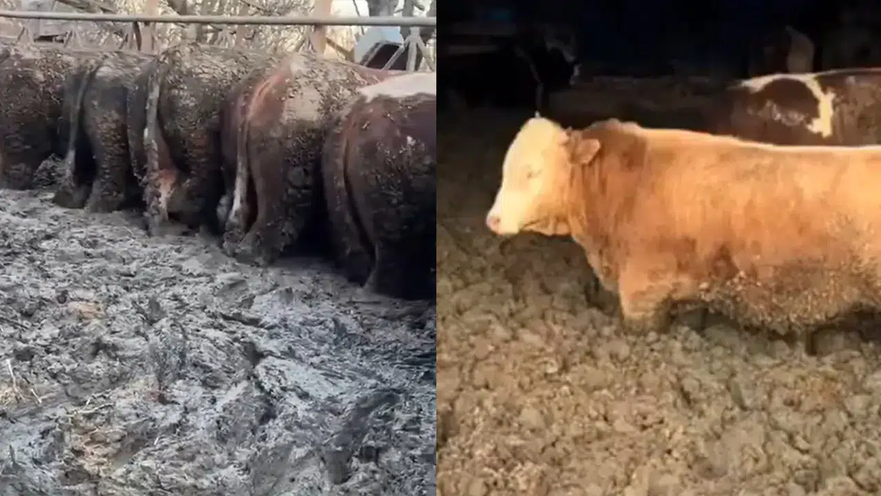 Konya'da skandal olay: İnekler kilo alsın diye mi çamura saplandı?