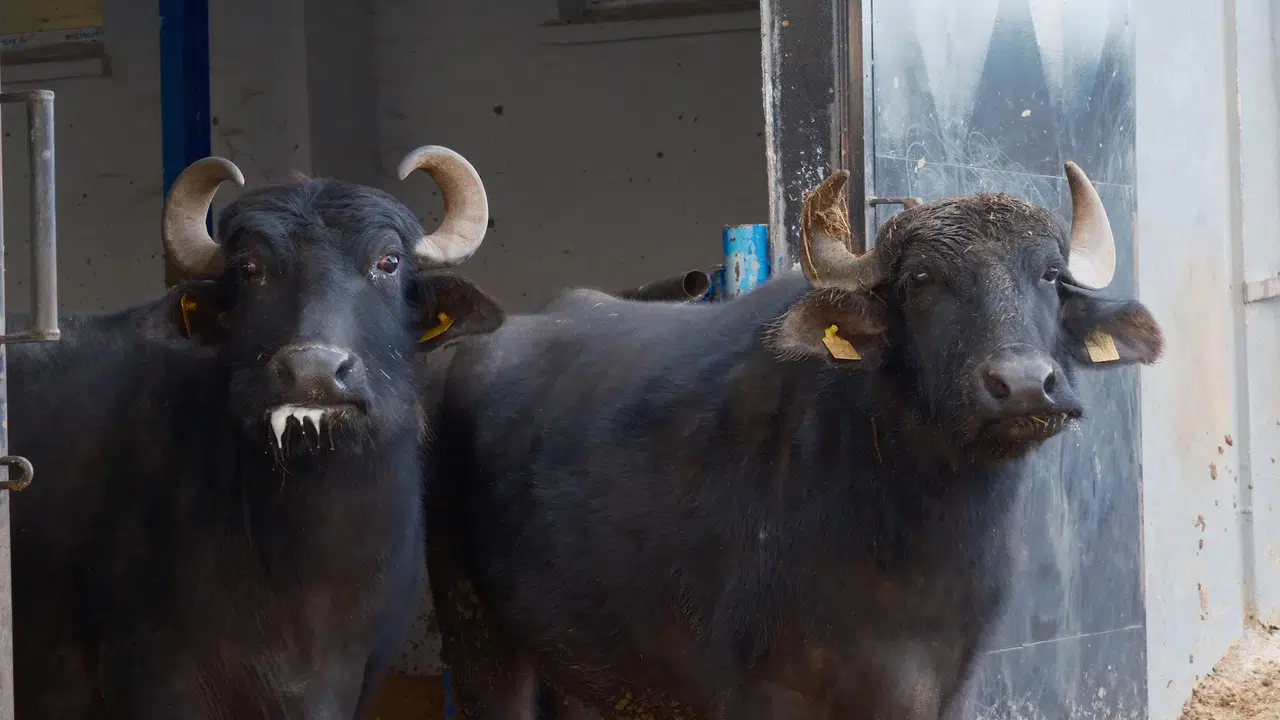 Türkiye'nin yeni manda ırkı: Murana süt verimi ile dikkat çekiyor