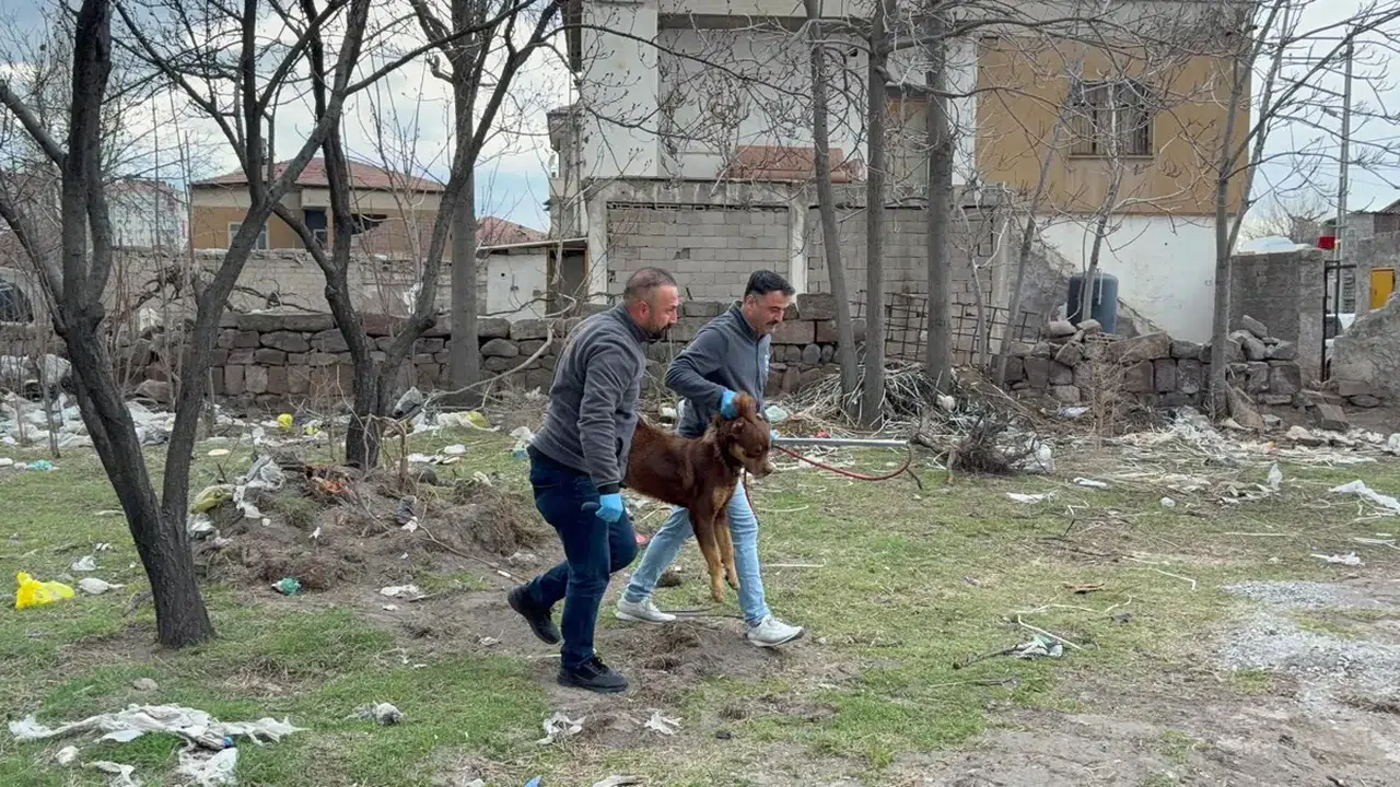 Bayramda da başıboş köpek dehşeti: Üç yaşındaki çocuk ağır yaralandı